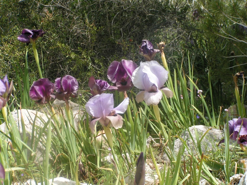 קובץ:IRIS GILBOA.JPG