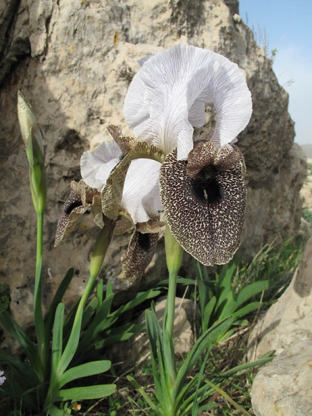 קובץ:Iris bismarckiana5 256.JPG