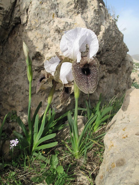 קובץ:Iris bismarckiana8 256.JPG