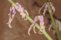 Matthiola arabica6 241.JPG