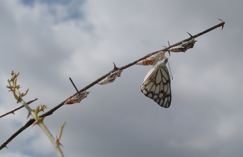 קובץ:P1780945.JPG