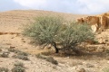 תמונה ממוזערת לגרסה מתאריך 10:37, 29 באוקטובר 2019