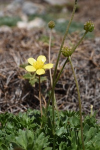 Ranunculus demissus2 2016.JPG