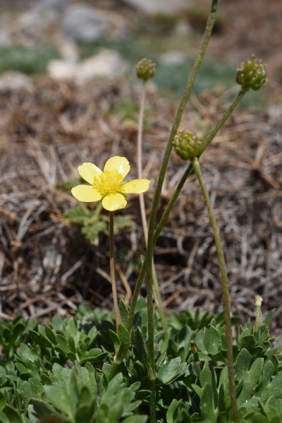 קובץ:Ranunculus demissus2 2016.JPG