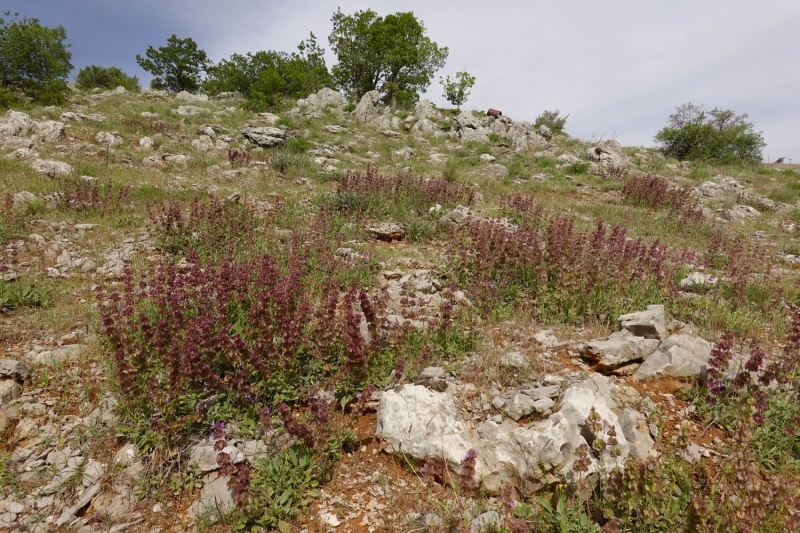 קובץ:Salvia multicaulis11 2021.JPG