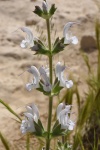 Salvia palaestina1.JPG