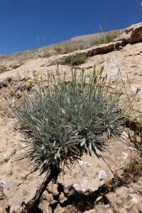 Scorzonera rigida3 2020.JPG