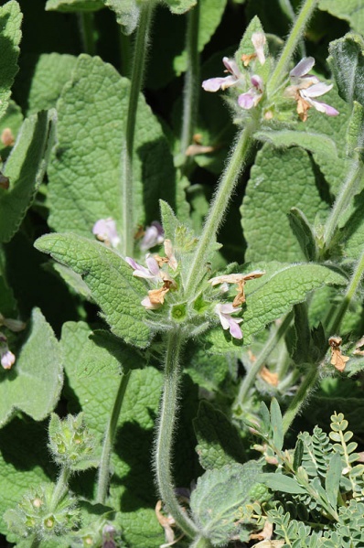 קובץ:Stachys ehrenbergii2 230.JPG