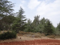 The Cedars plot on Dvora mountain (4).JPG