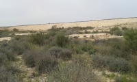 Turkish train from Sorek to Kusseima - section between Ezuz to Kusseima - Embankment 3.jpg